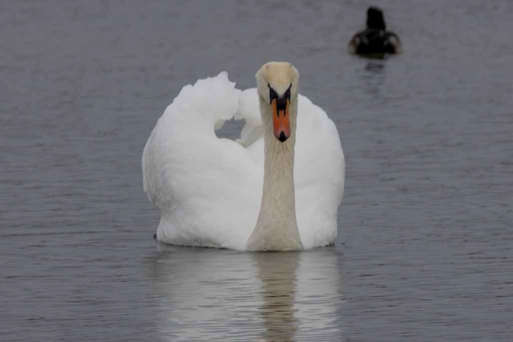 Mute Swan (Cygnus olor) Single